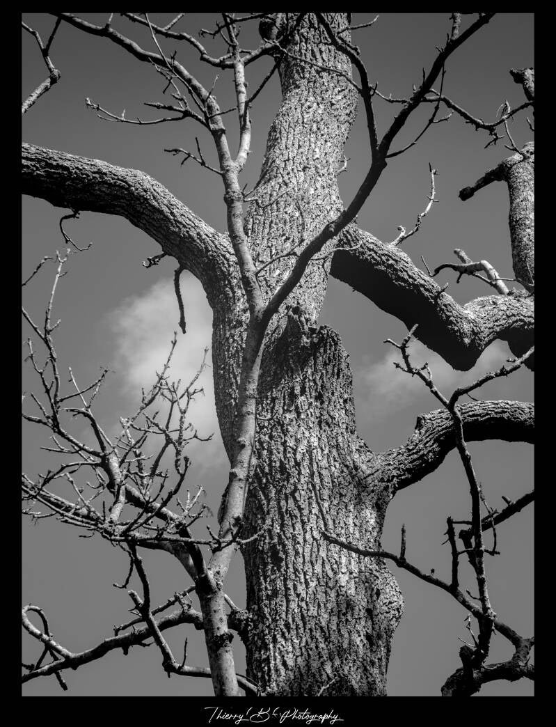 arbre mono 3