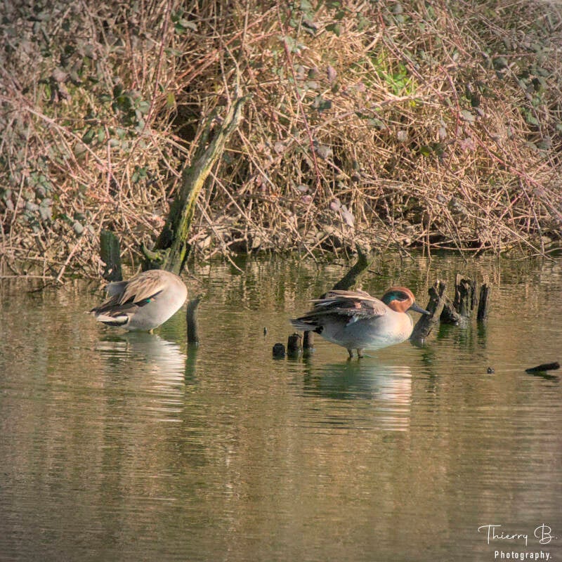 canards