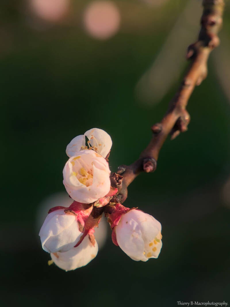 fleur abricotier 3