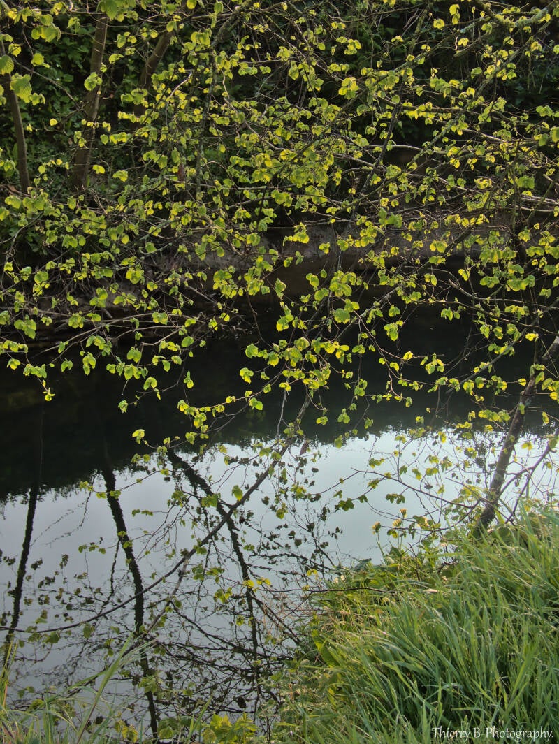 feuilles et rivière