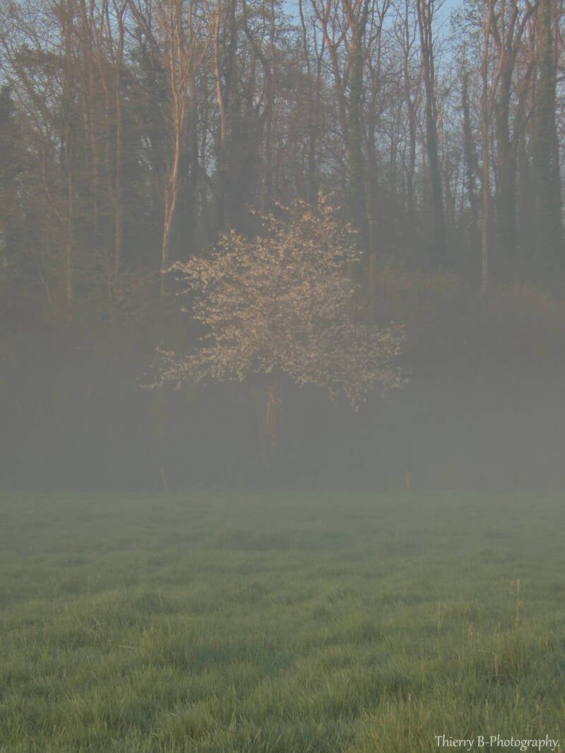 arbuste dans la brume