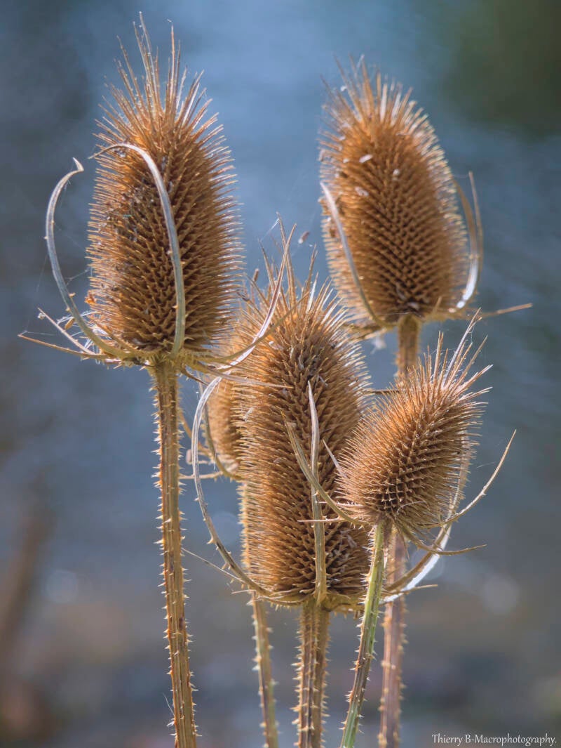 bouquet  pompons