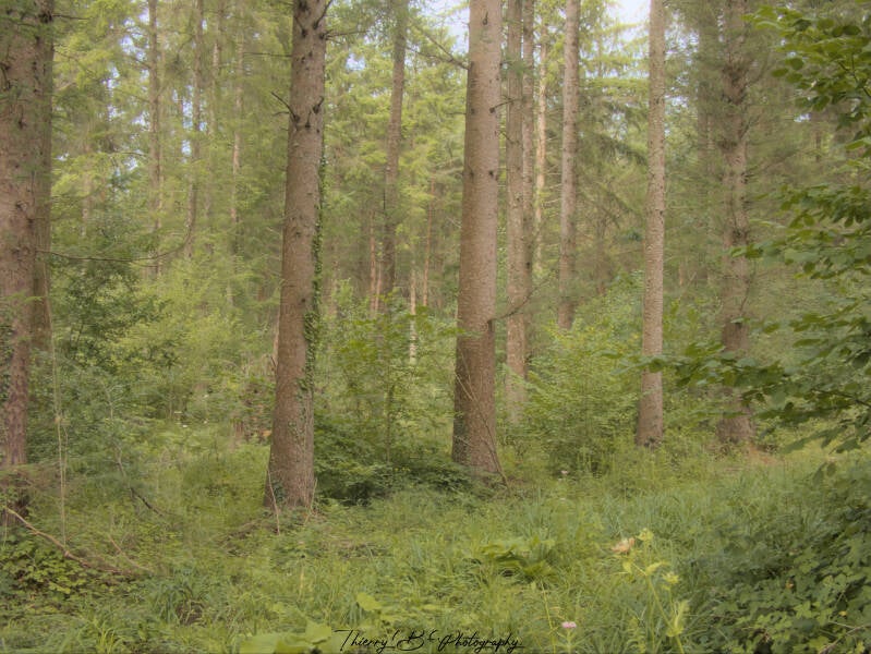 forêt 4