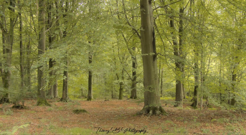 forêt 1