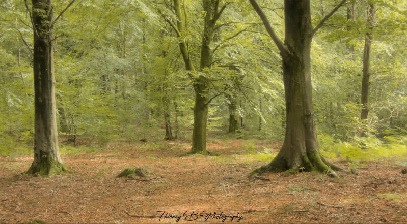 forêt 2