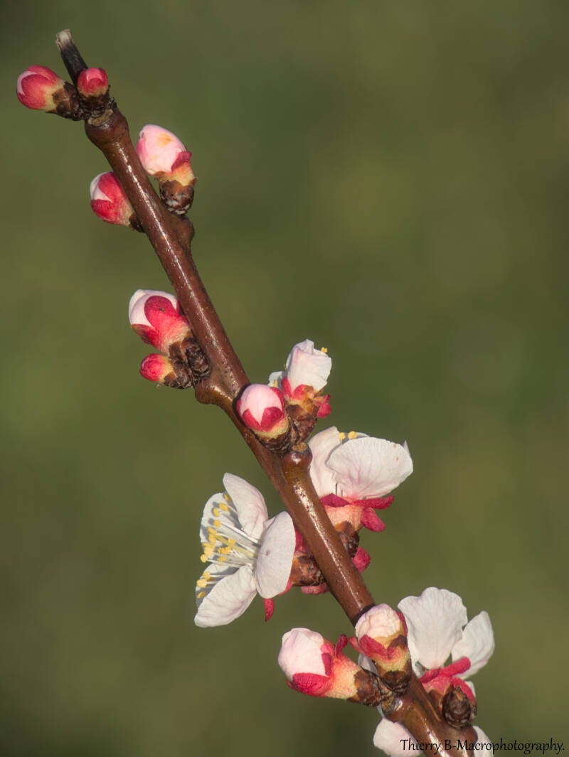 fleur abricotier 2