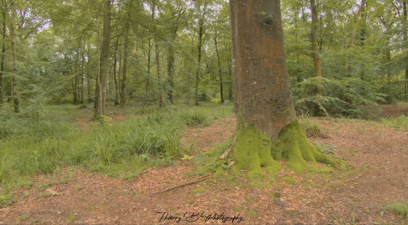 forêt 3