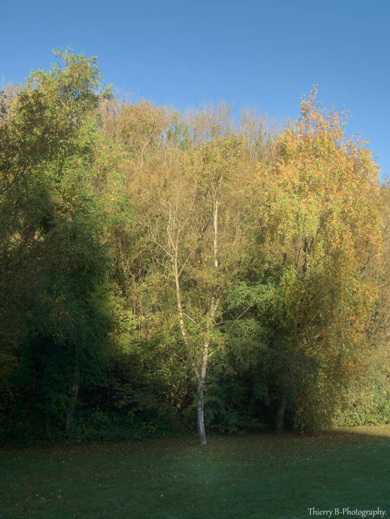 bouleau