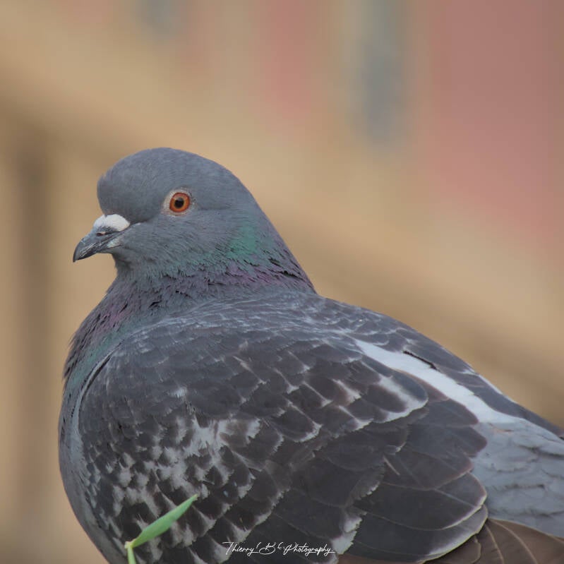 pigeon 3