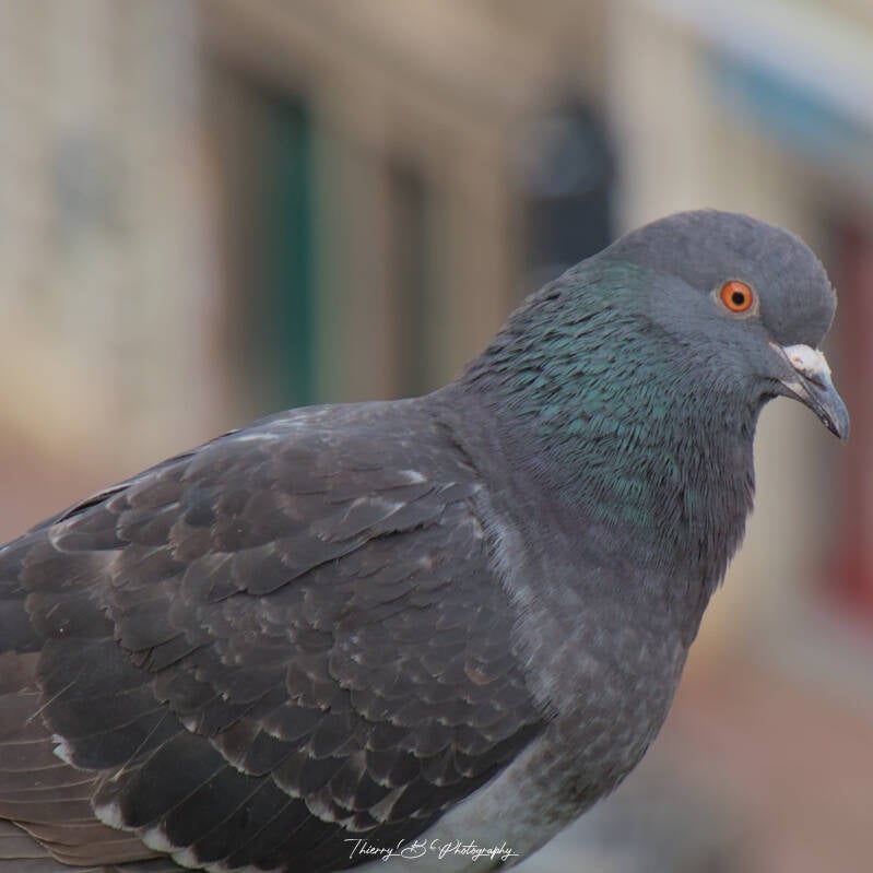 pigeon 2