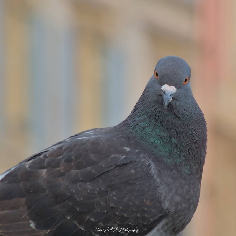 pigeon 1
