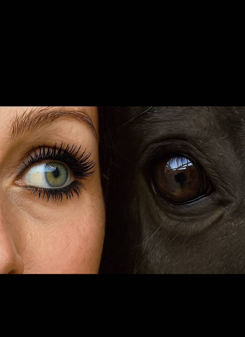 bioresonantie therapie voor paarden