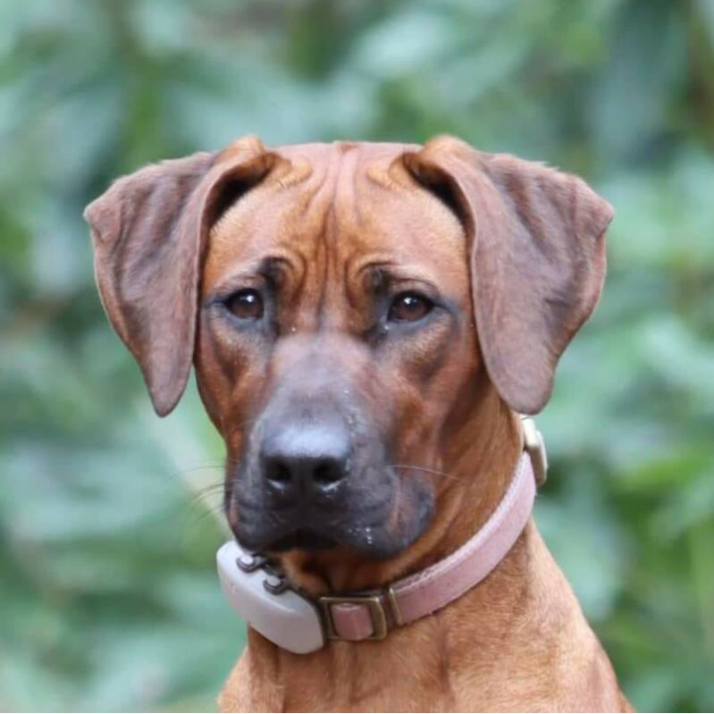 Bioresonantie therapie voor honden, Shiva