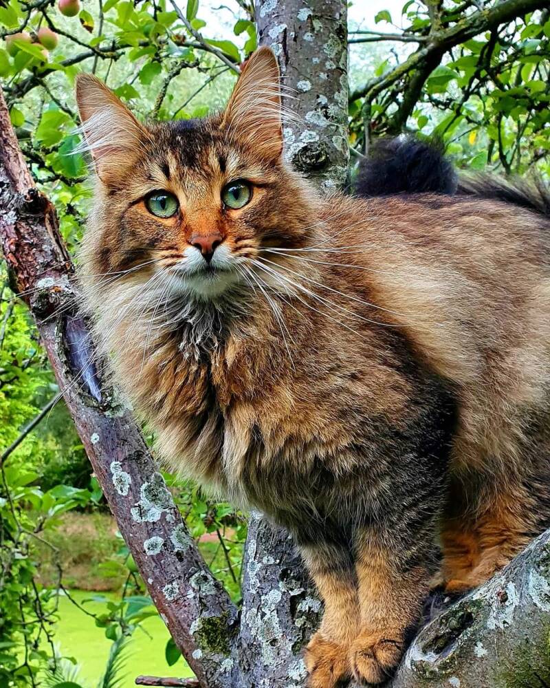 Bioresonantie therapie voor katten, charley