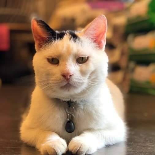 Bioresonantie therapie voor katten, Rakker