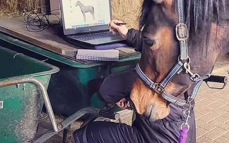 NES Health Animal Bodyscan