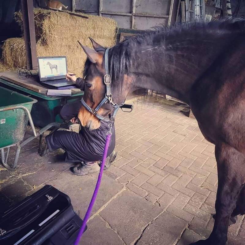 NES Health Animal bodyscan behandeling