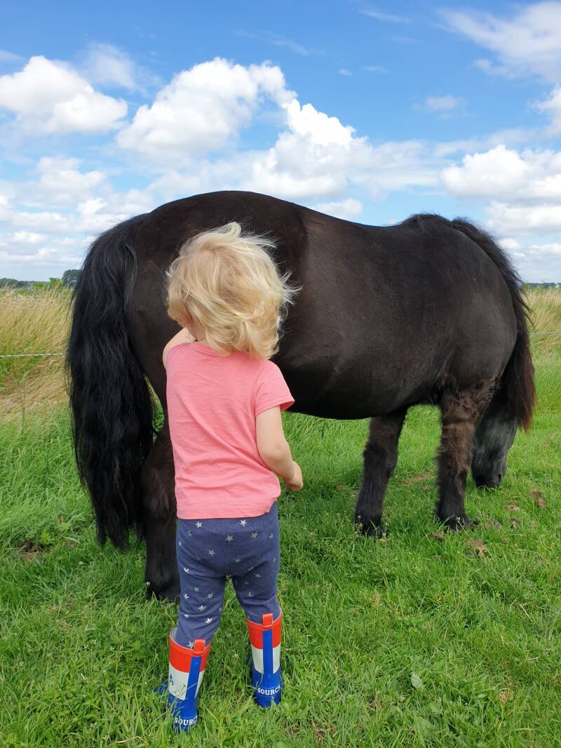 Bioresonantie therapie voor paarden, Harley en Maggie Joan