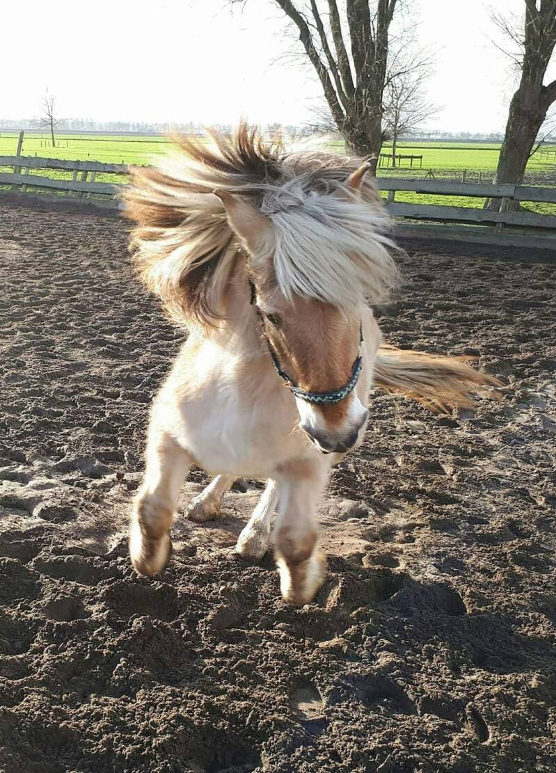 Bioresonantie therapie voor paarden, Fjord DJ