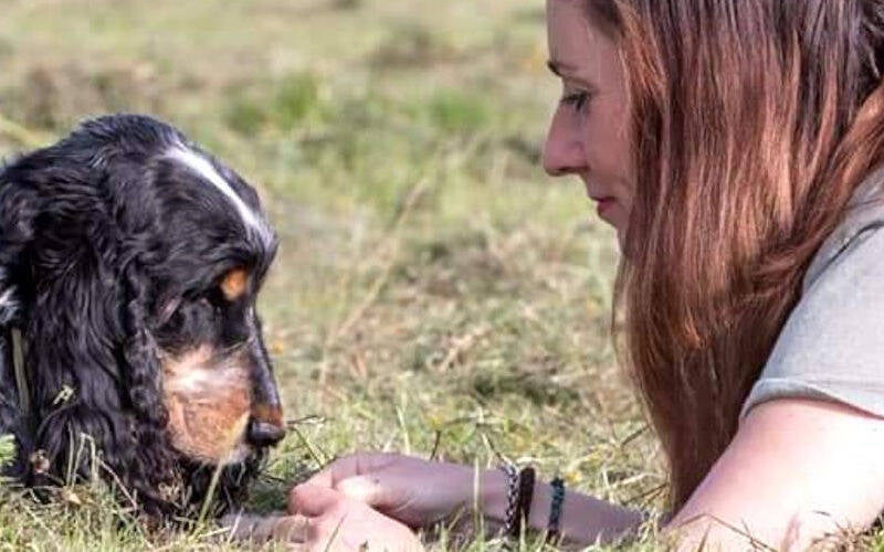 Voedingsadvies voor honden en katten