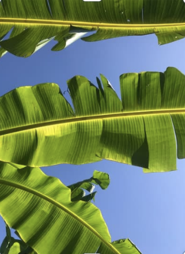 CCWR SIGNATURE BANANA LEAF WRAP