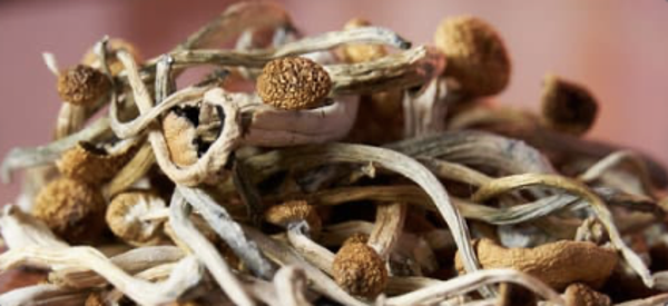 PSILOCYBIN MUSHROOM POP-UP