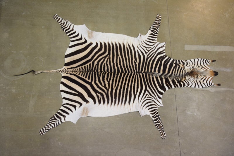 Zebrahuid Hart mann A