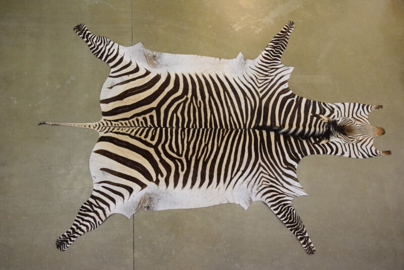 Zebrahuid Hart mann A