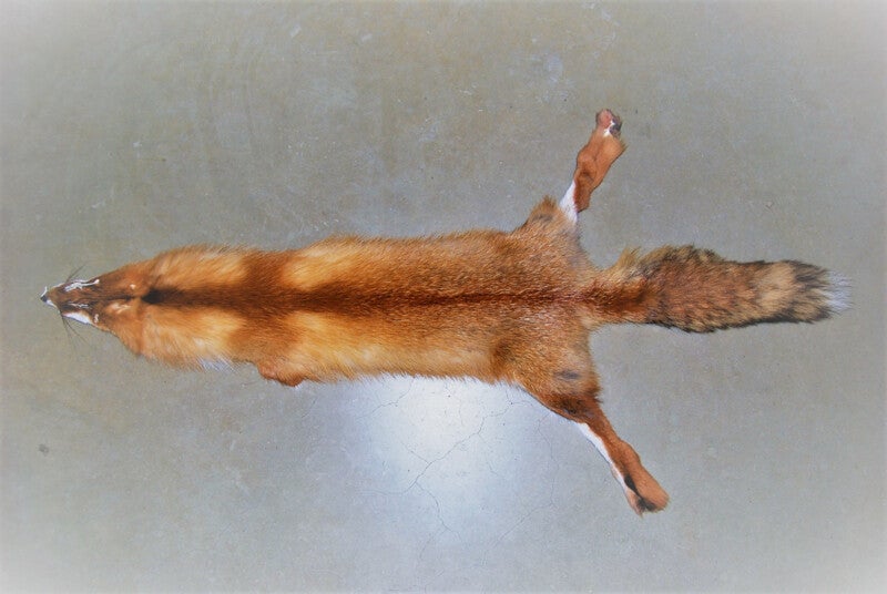 Vossenhuiden roodvossenhuid