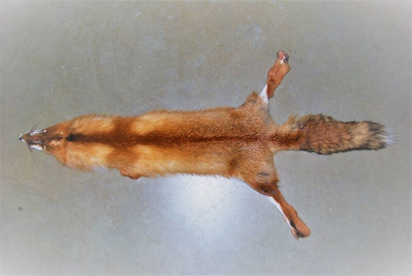 Vossenhuiden roodvossenhuid