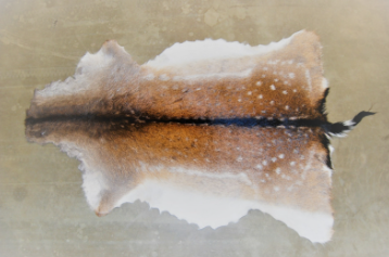 Damhertenhuid medium