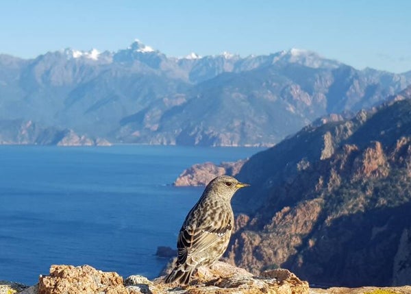 Vue depuis la tour de Capu Rossu