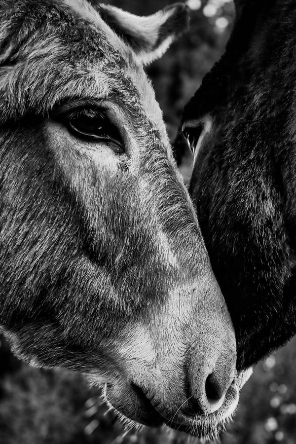 Les amoureux