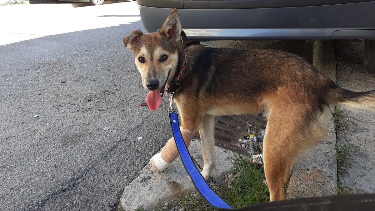 armin-7-month-old-handsome-and-fun-sweet-male-doggy-hope-for-stray