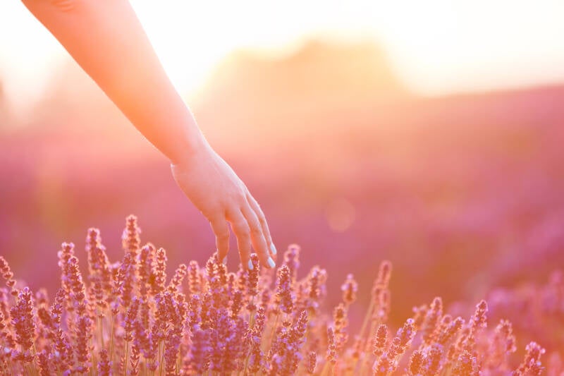 Adelina Zwaan Anna Conradi AZ Books ebook Neuerscheinung Buch Roman lesen Anemonen Liebe