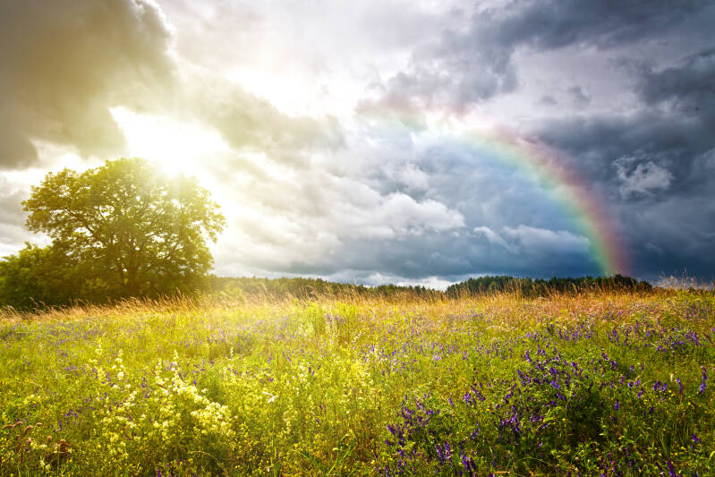 Adelina Zwaan Anna Conradi AZ Books ebook Neuerscheinung Buch Roman lesen Anemonen Liebe