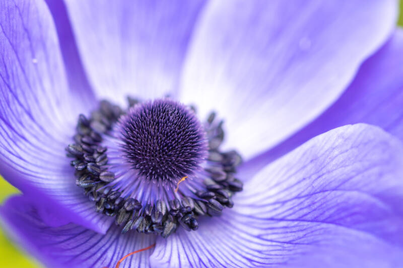 Adelina Zwaan Anna Conradi AZ Books ebook Neuerscheinung Buch Roman lesen Anemonen Liebe