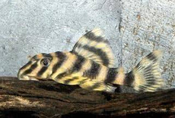 L140 pleckoltia