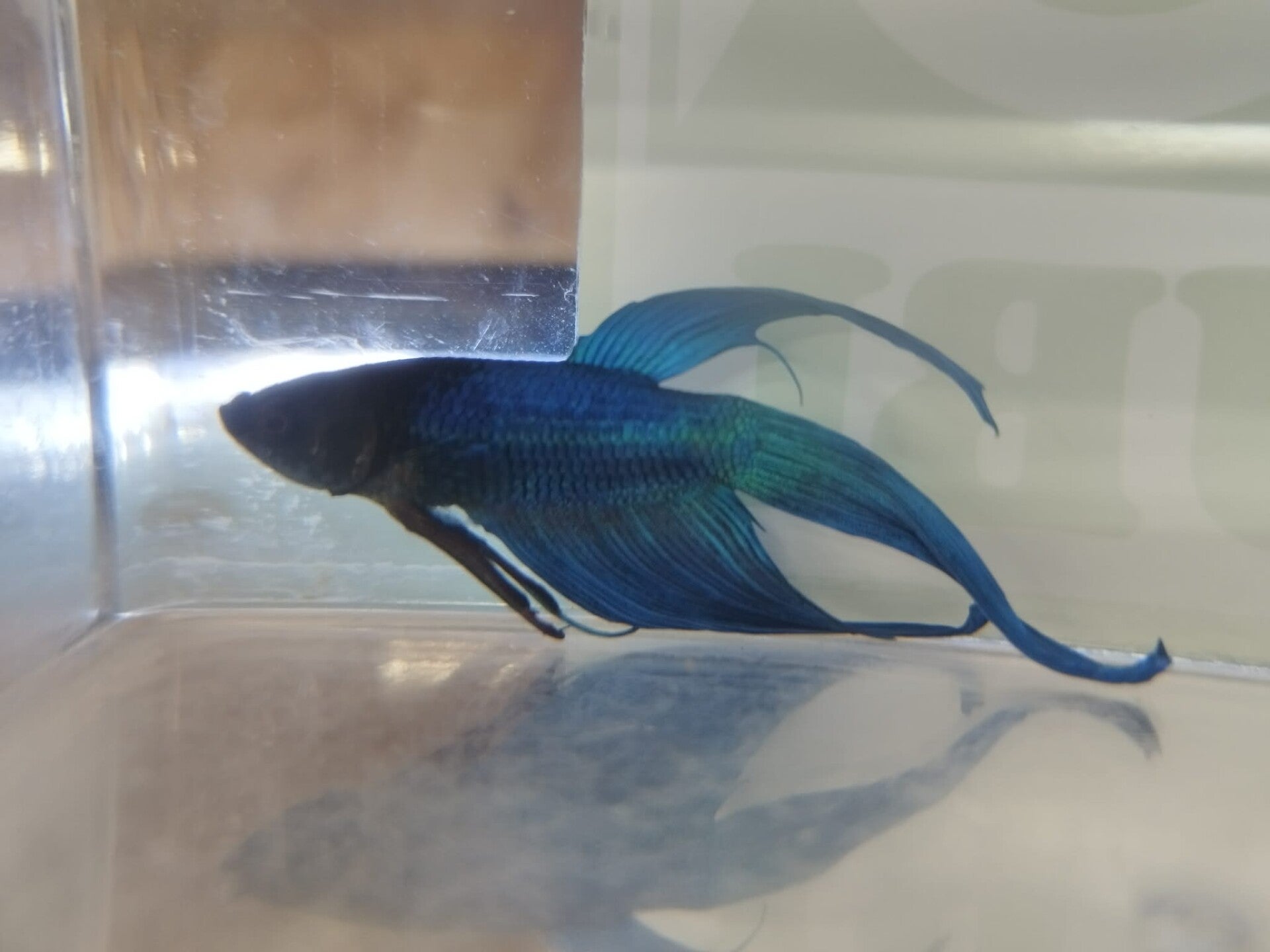 Betta Veiltail