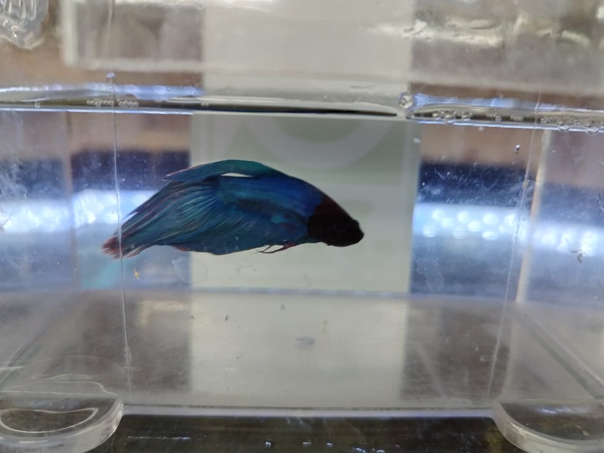Betta Veiltail