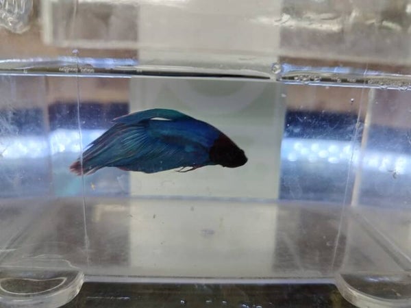 Betta Veiltail