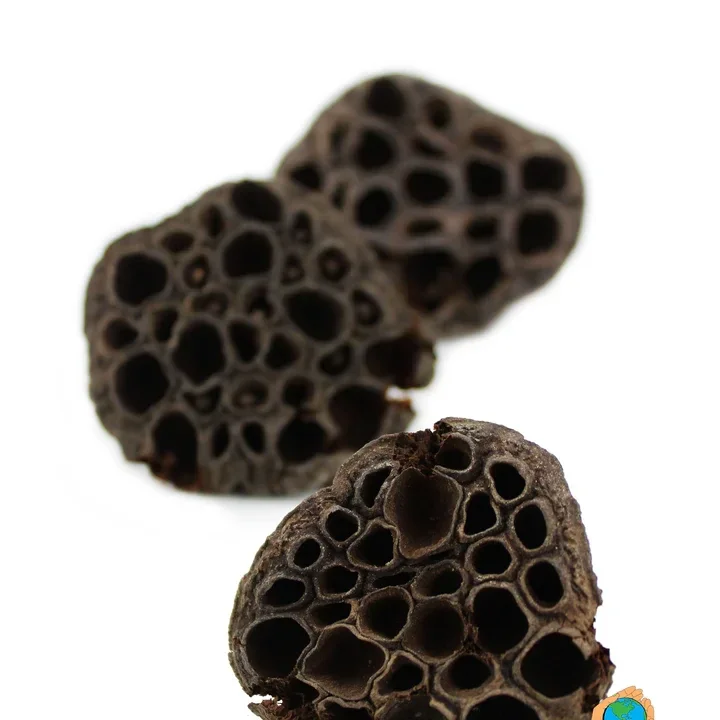 Lotus pods 3 stuks