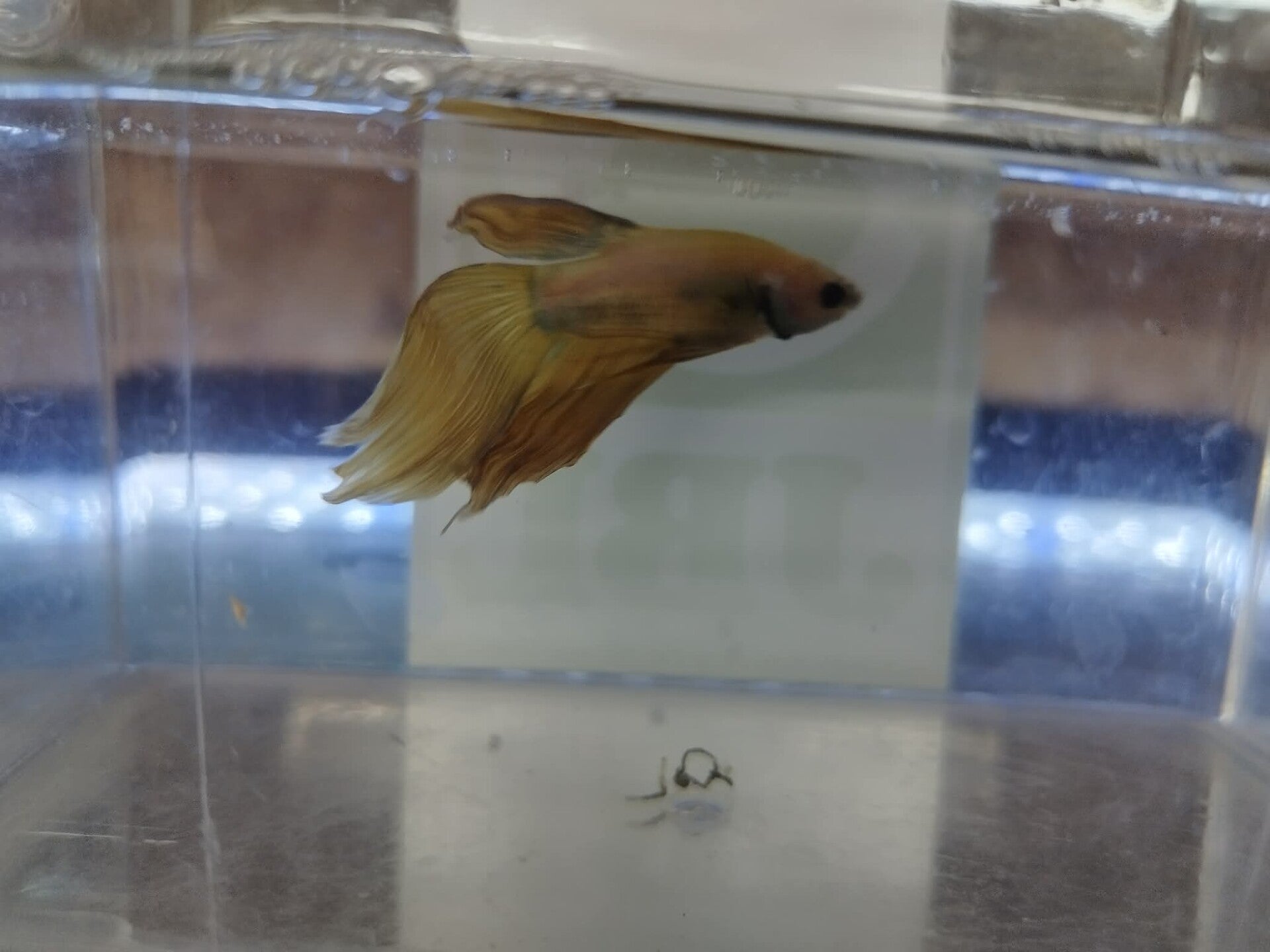 Betta Veiltail