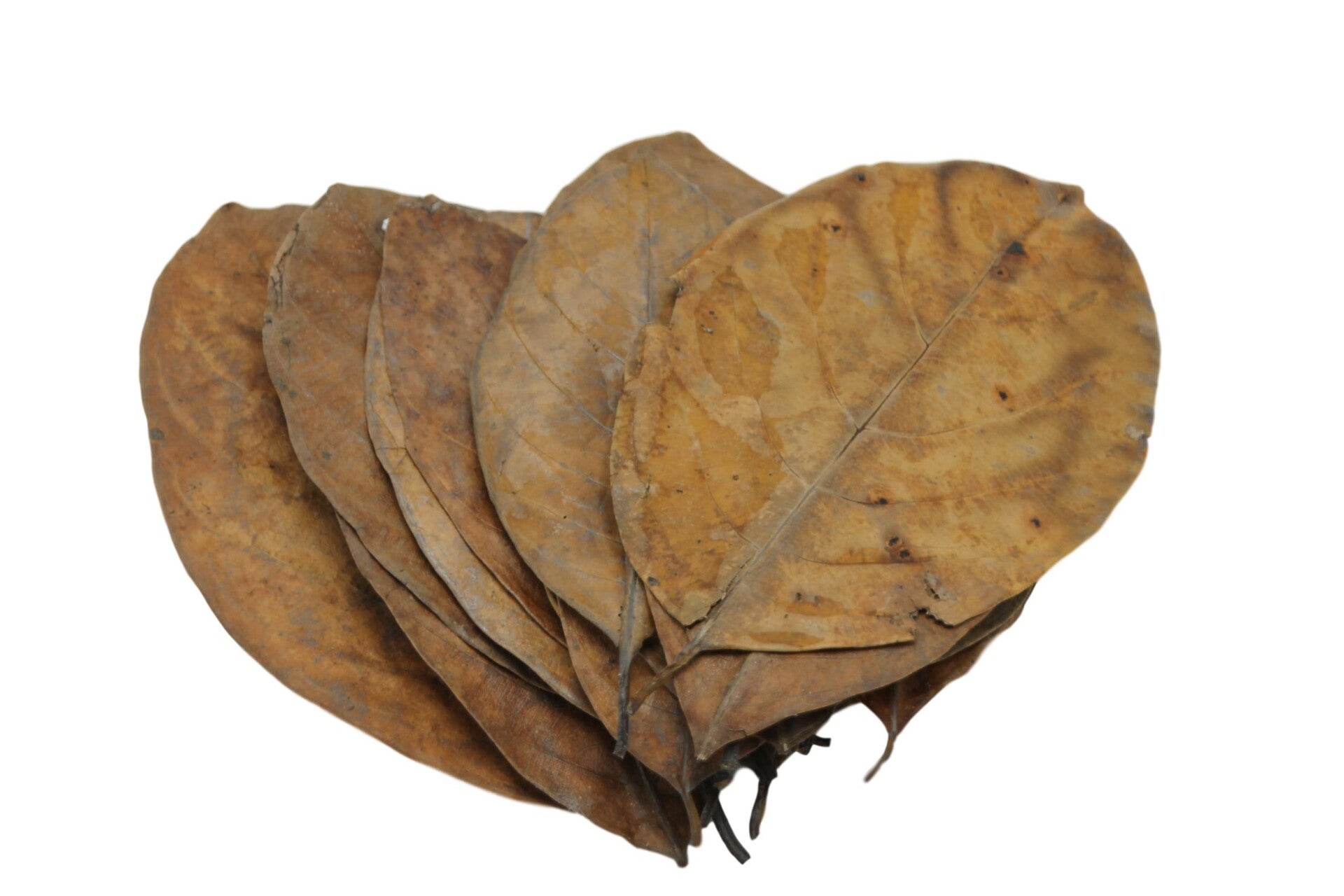 Jack fruit leaves 20x