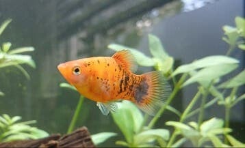 Platy