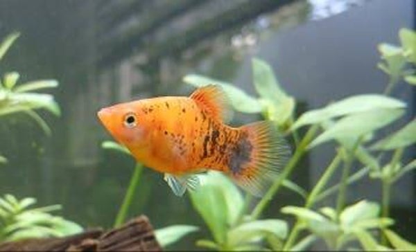 Platy