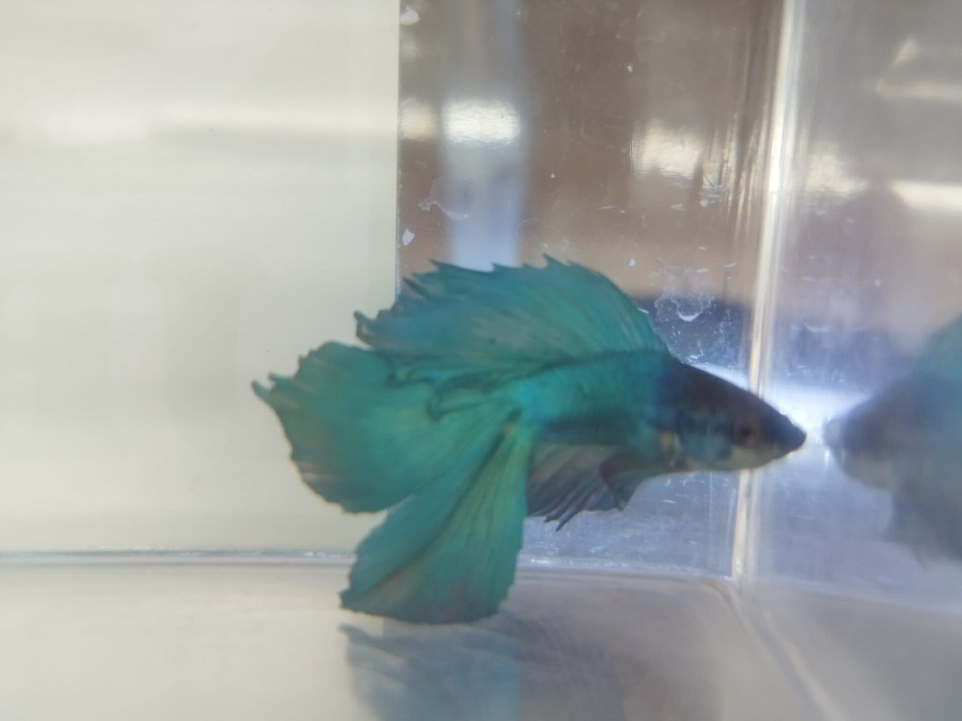 Betta Man Double tail