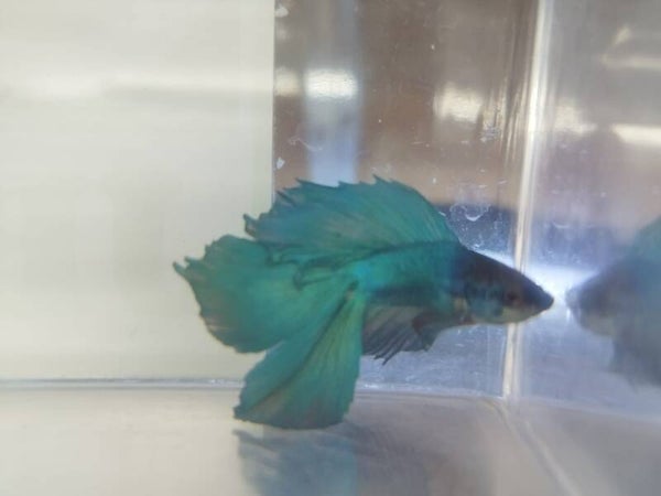 Betta Man Double tail