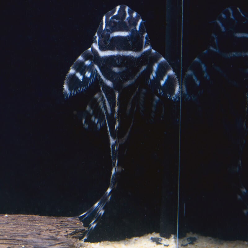 hypancistrus L333