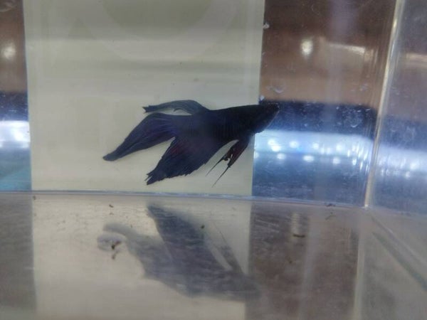 Betta Veiltail